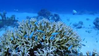20211031ニシハマ珊瑚にデバスズメ.JPG