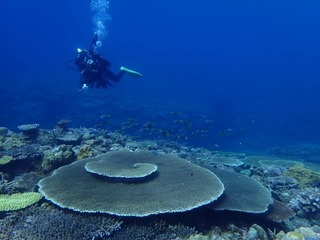 20211101ワイドな珊瑚.jpg